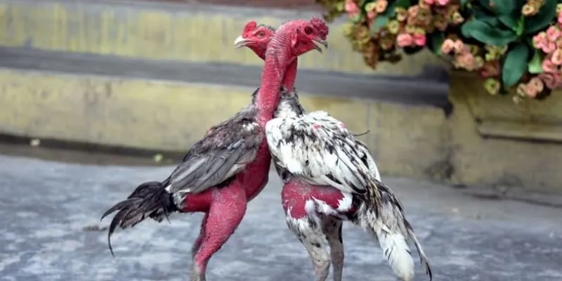 Bộ môn truyền thống với những chiến kê tuyển chọn