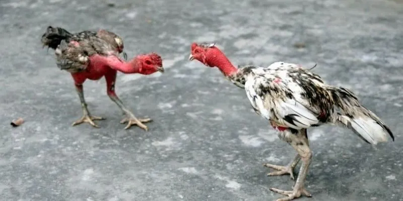 Cách thức trả thương đá gà chọi nòi theo tỷ lệ kèo