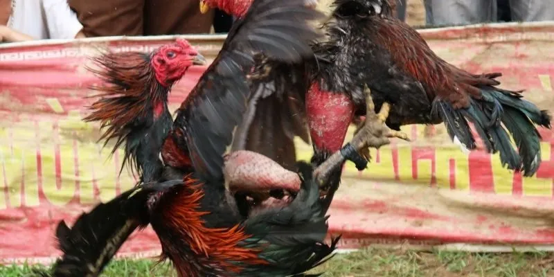 Điểm cộng lớn của nhà cái là hệ thống giao dịch tiện lợi